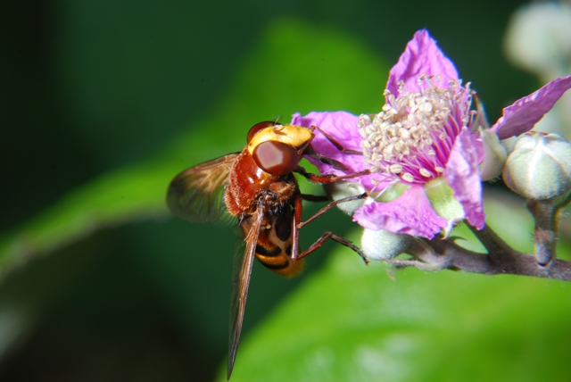 Volucella zonaria F (Syrphidae)